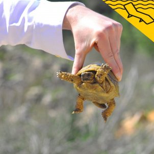 tortuga la gandula pixabay tortuga la gandula pixabay