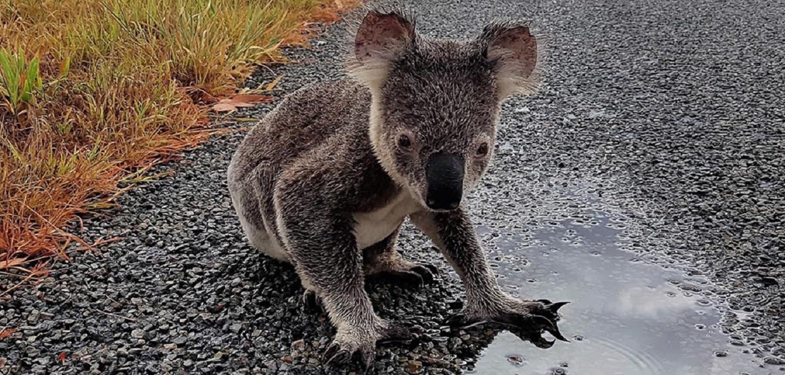 3.000 milions d'animals van morir durant els incendis d'Austràlia