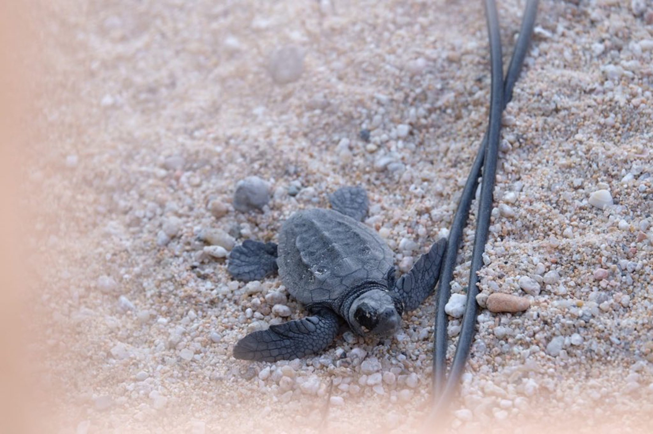 Barcelona demana voluntaris per custodiar els nius de les tortugues babaua