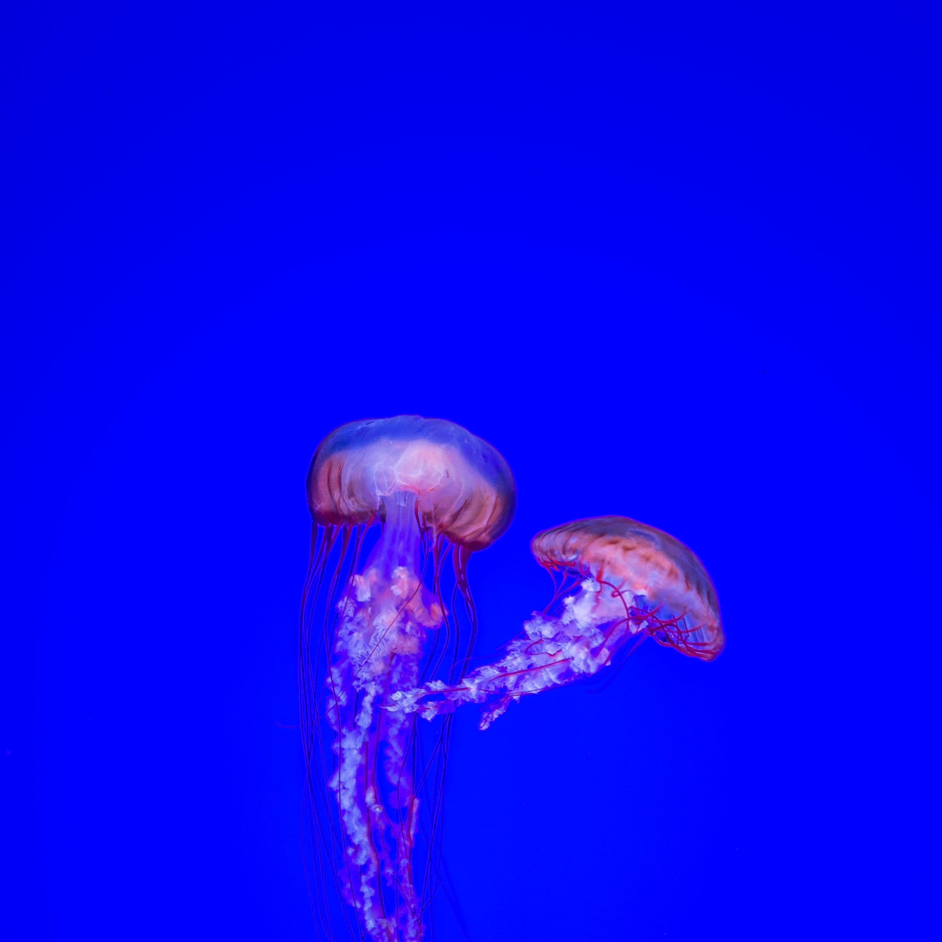 Prepárate para saber qué hacer ante las picaduras de medusas