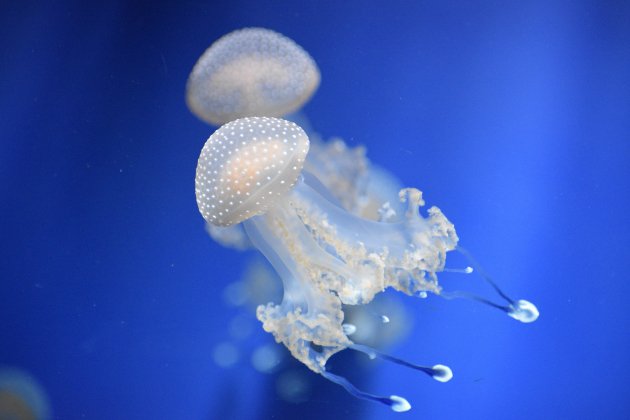 Dos medusas