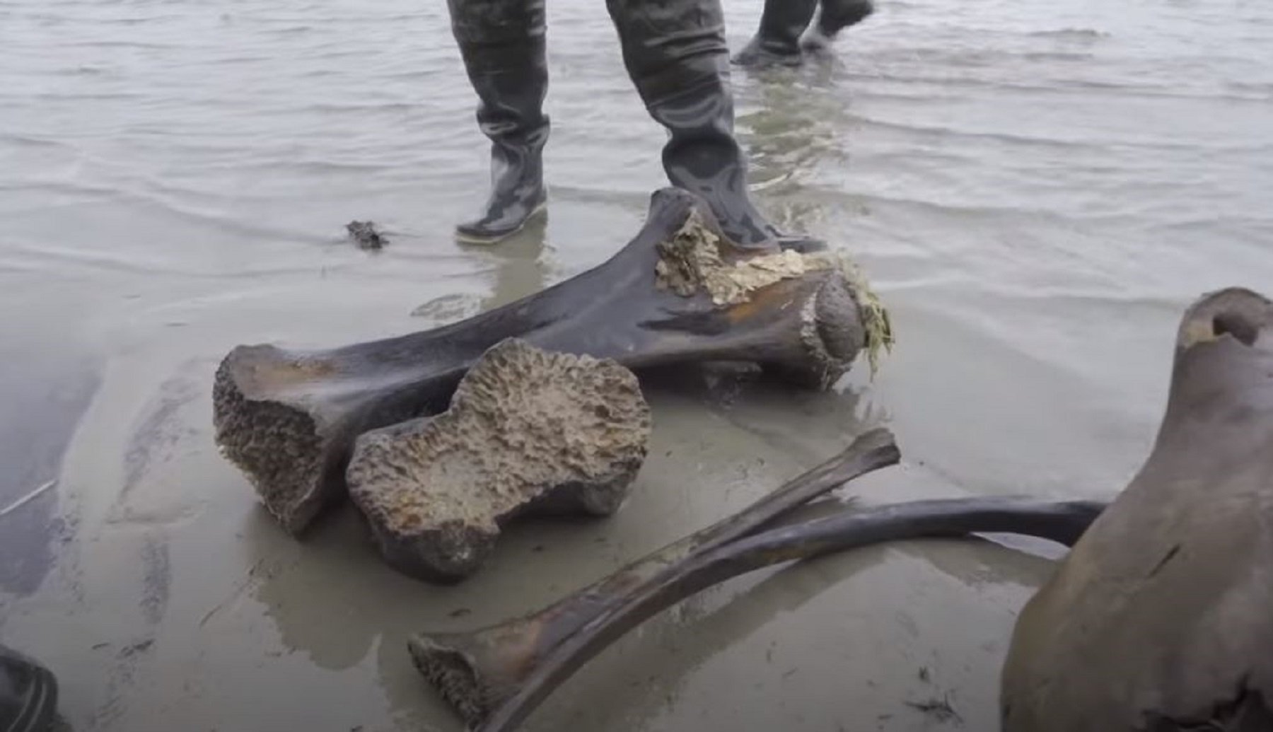 Descobreixen les restes (gairebé intactes) d'un mamut de més de 10.000 anys