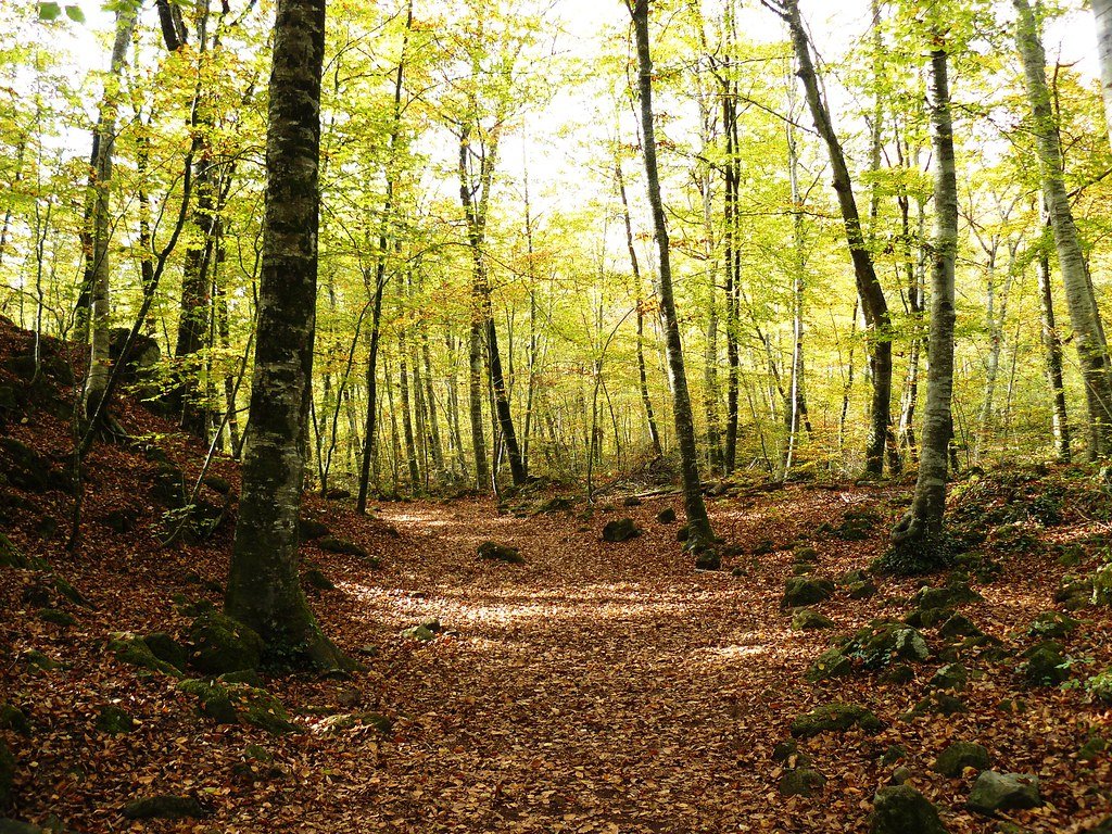 Ruta con niños (2): Excursión por la Fageda d'en Jordà