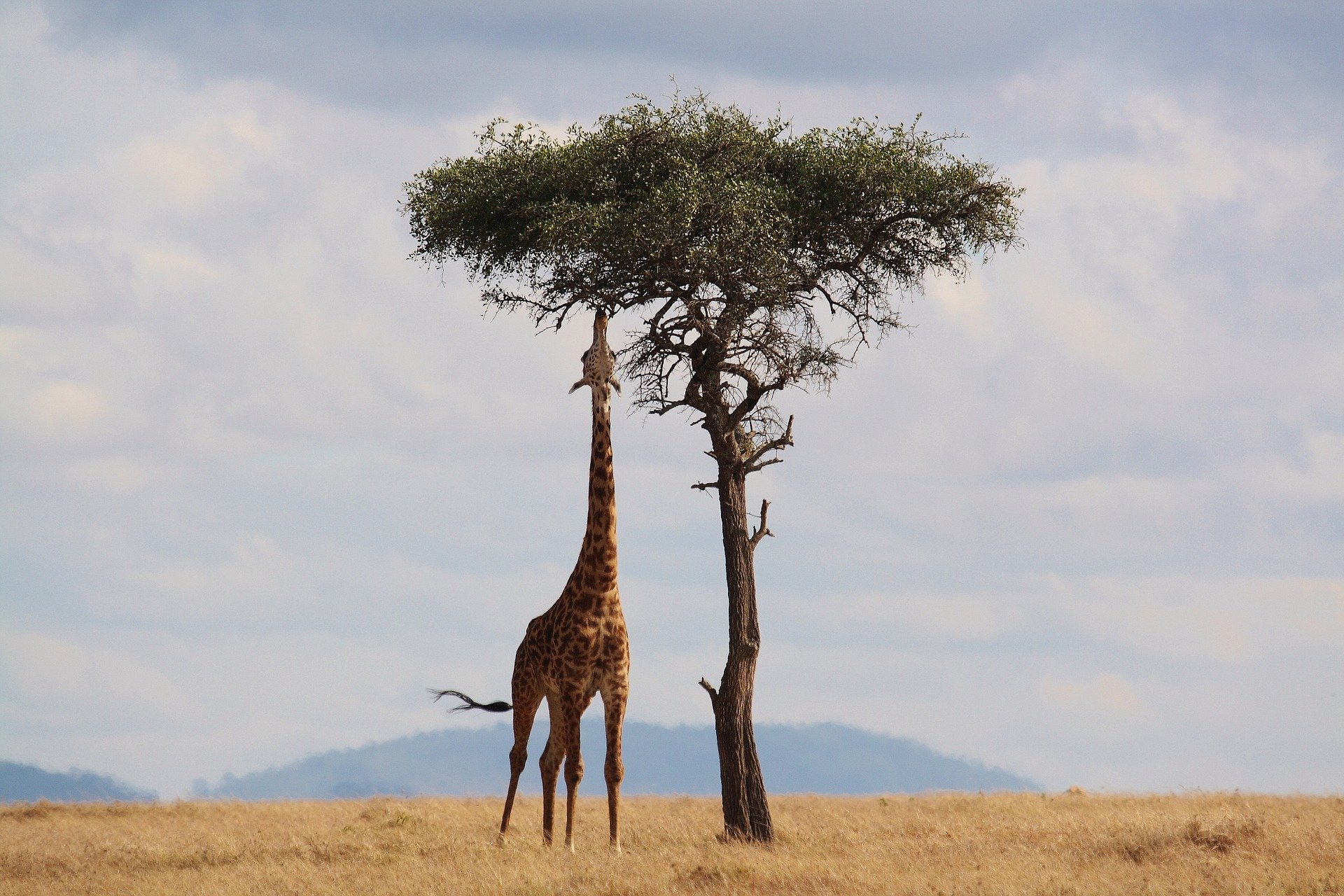 Les girafes saben sumar? Un estudi de la UB revela una capacitat sorprenent