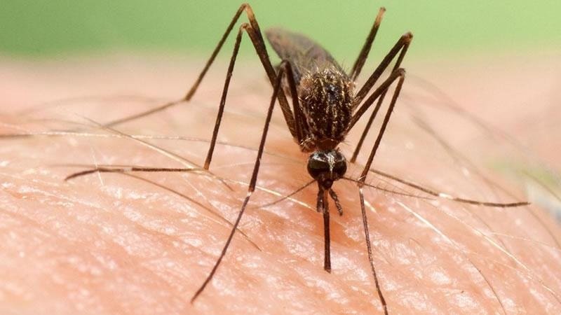 Un virus transmès per mosquits provoca 16 hospitalitzacions a Sevilla