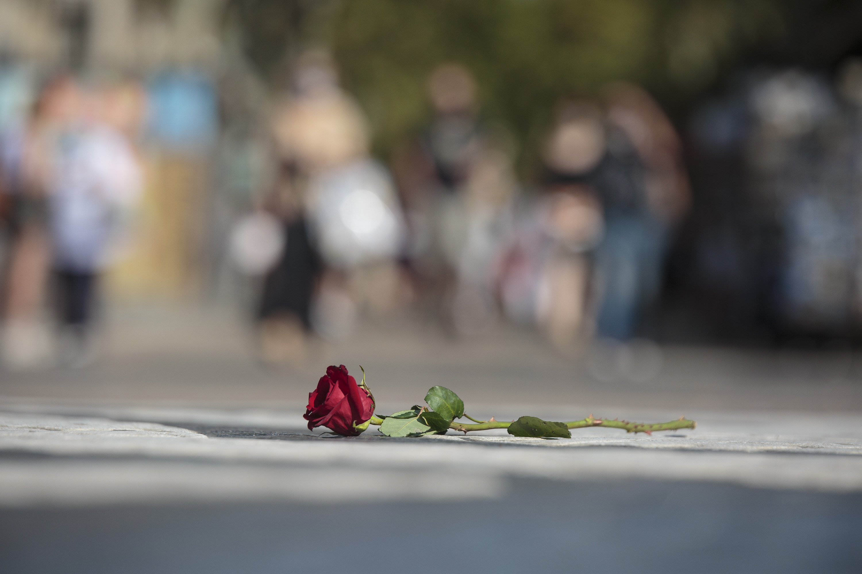 Rosa Homenatge atemptat 17-A La Rambla ofrena floral - Sergi Alcazar