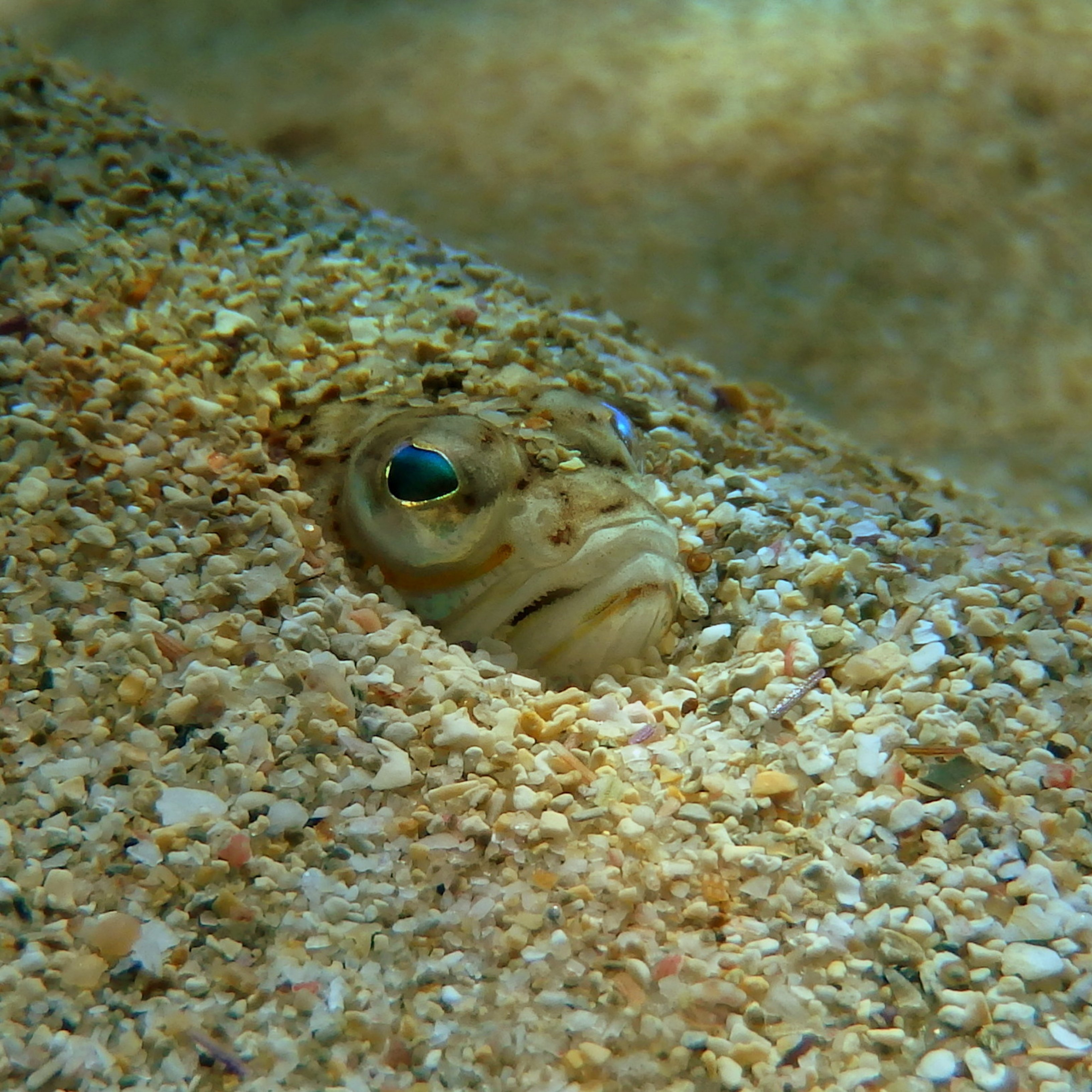 Què fer si et pica un peix aranya