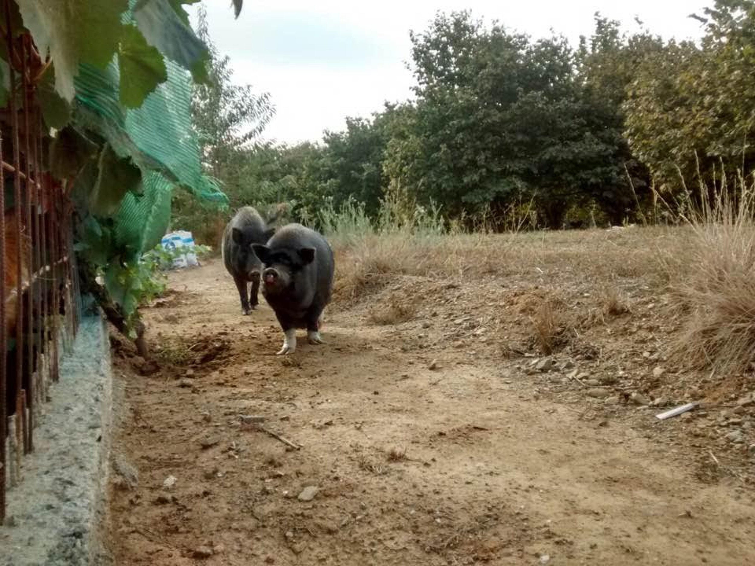 El cerdo vietnamita asilvestrado, un nuevo peligro en el campo