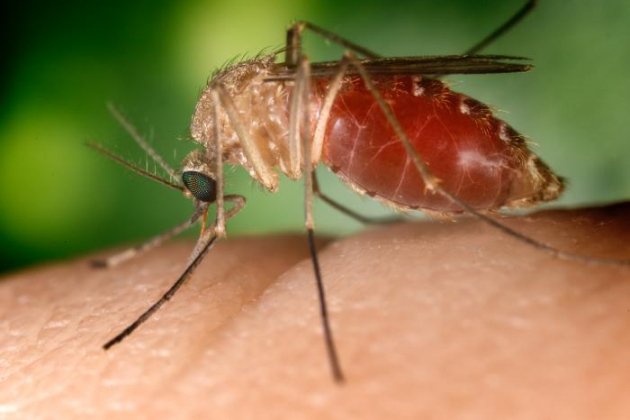 Mosquito virus Nilo