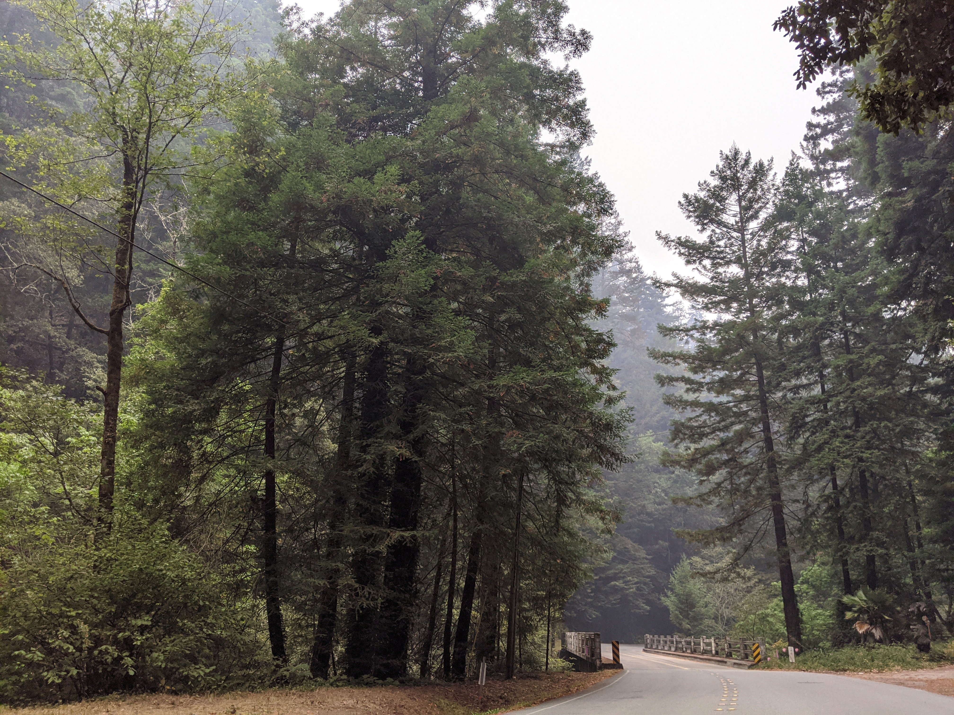 Les sequoies mil·lenàries sobreviuen als gegants focs de Califòrnia