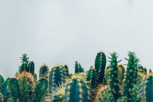 cactus unsplash