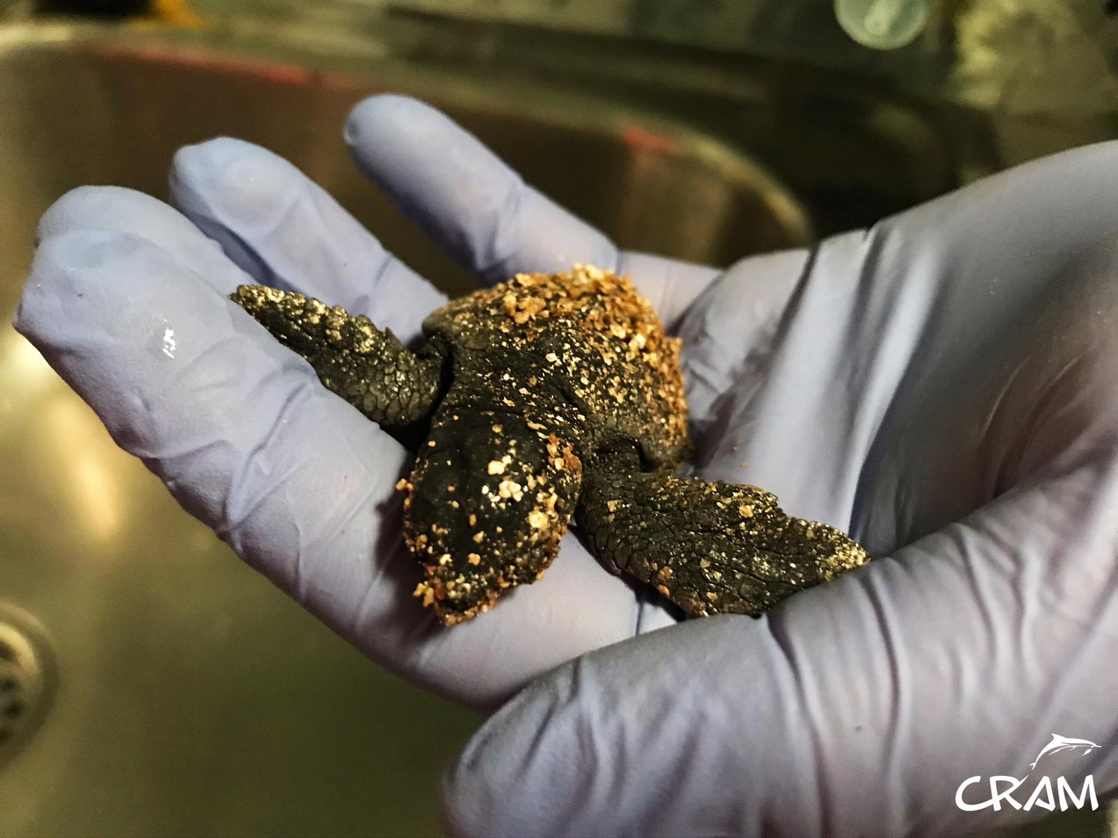 Per què neixen per primer cop unes tortugues babaues a Barcelona?