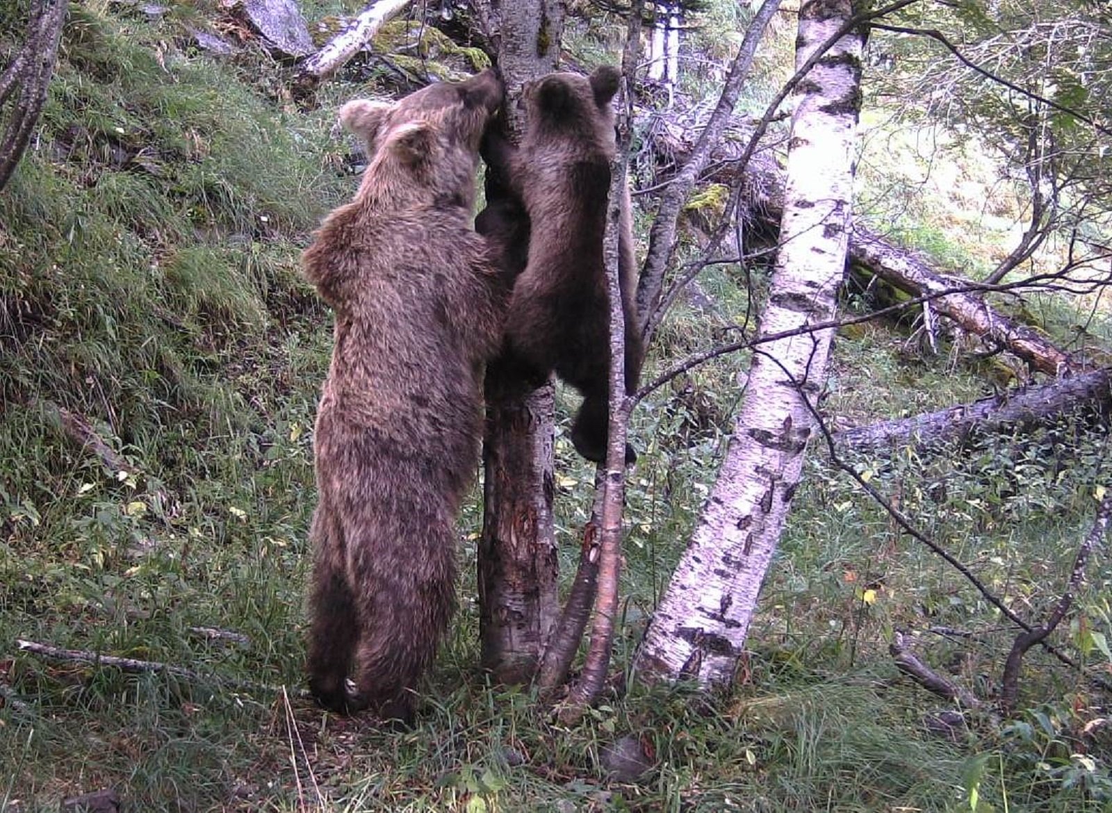 Primeros indicios de la reproducción de osos en el Pallars Sobirà