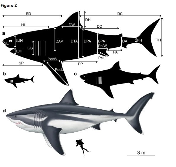 La dieta del megalodon et deixarà amb la boca oberta