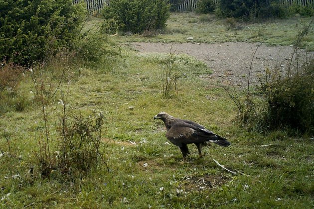 Àguila reial al Punt d'Alimentació Suplementària Montferrer i Castellbò / ACN