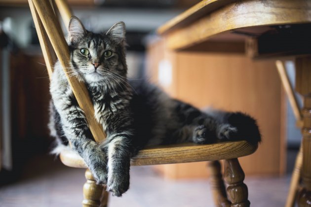 Gato en una silla