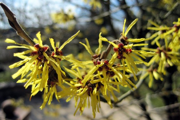 Hamamelis