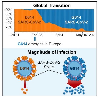 transicio virus coronavirus captura revista cell