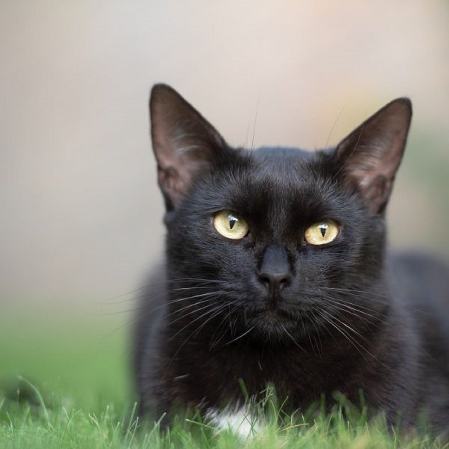 Un estudio revela que los gatos se infectan de Covid, pero no contagian humanos