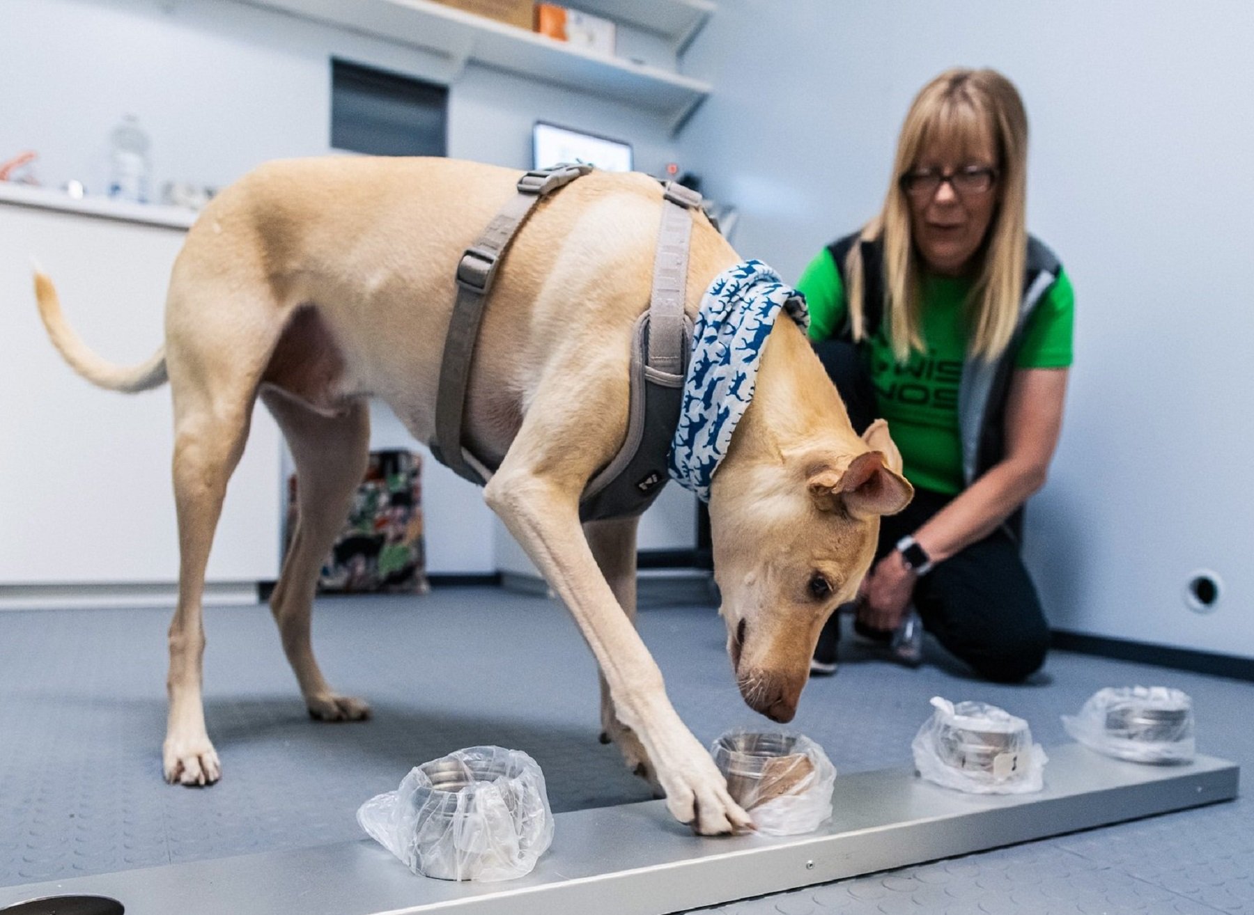 El aeropuerto de Finlandia detecta el coronavirus con el olfato de los perros