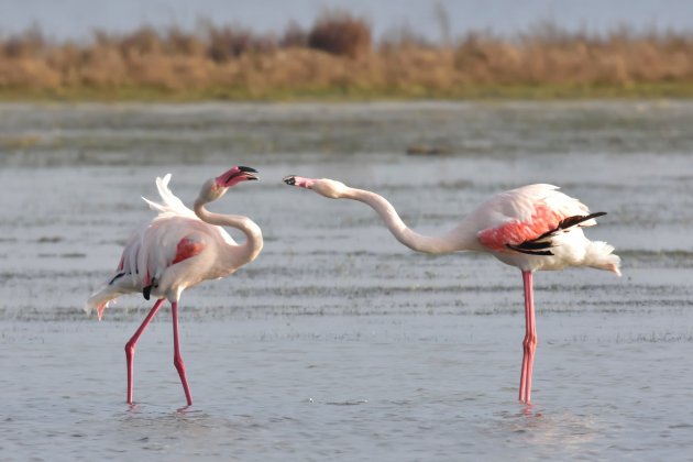 flamencos delta del ebre unsplash