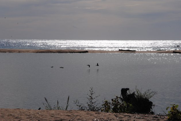 Pájaros delta Tordera - Maria López Moya