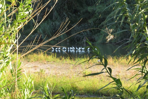 Pájaros desembocadura de la Tordera - Cristina Clos