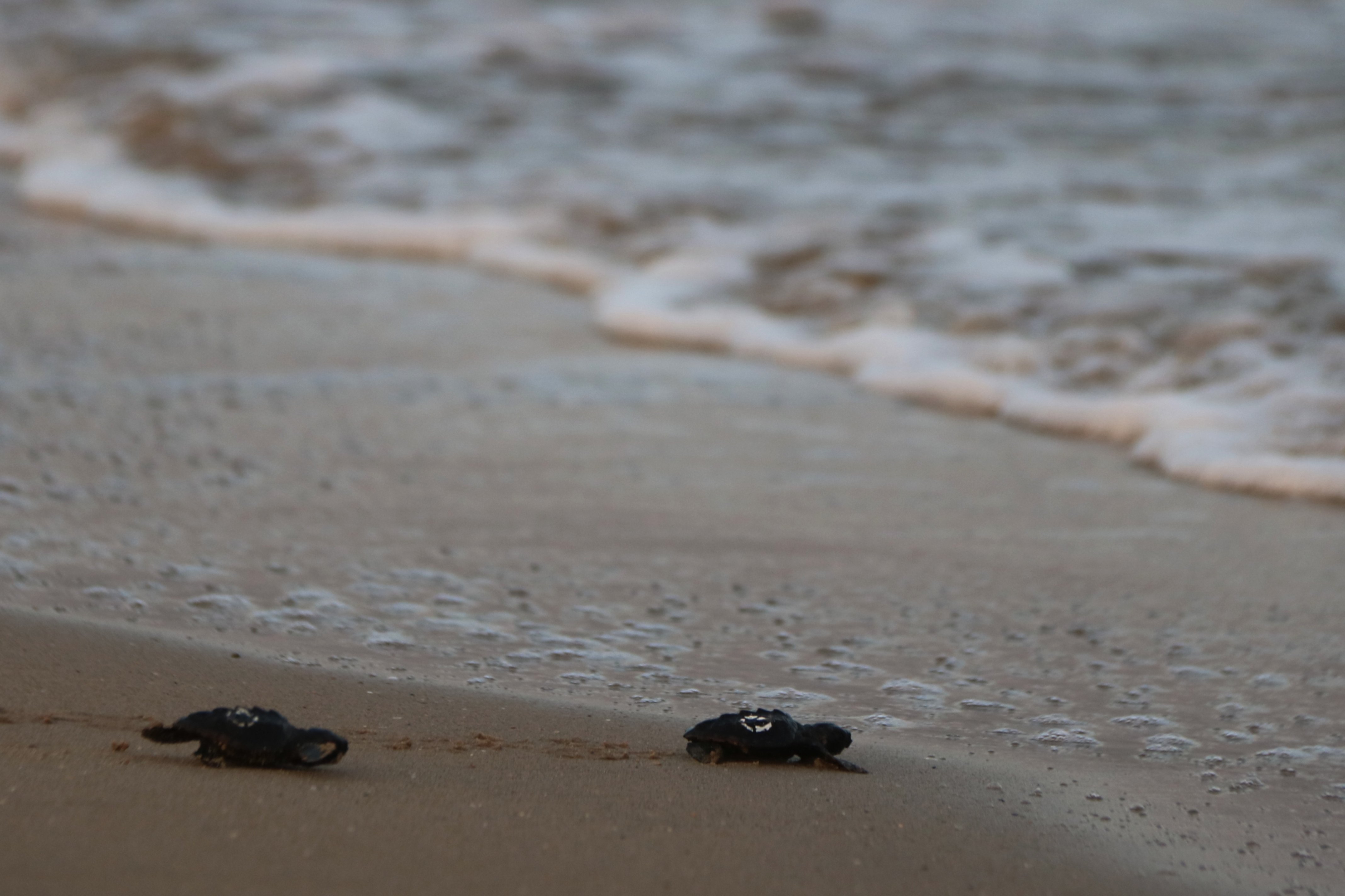 Tortugues careta Vila-seca
