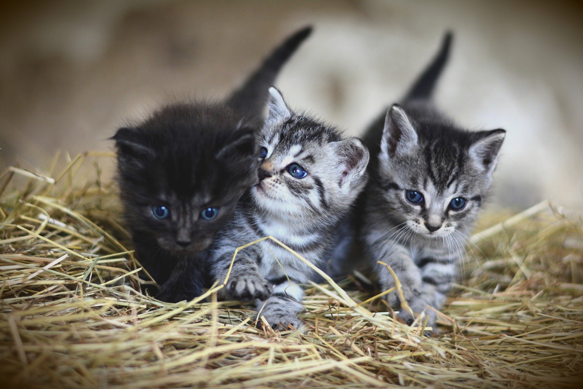 gatos pixabay