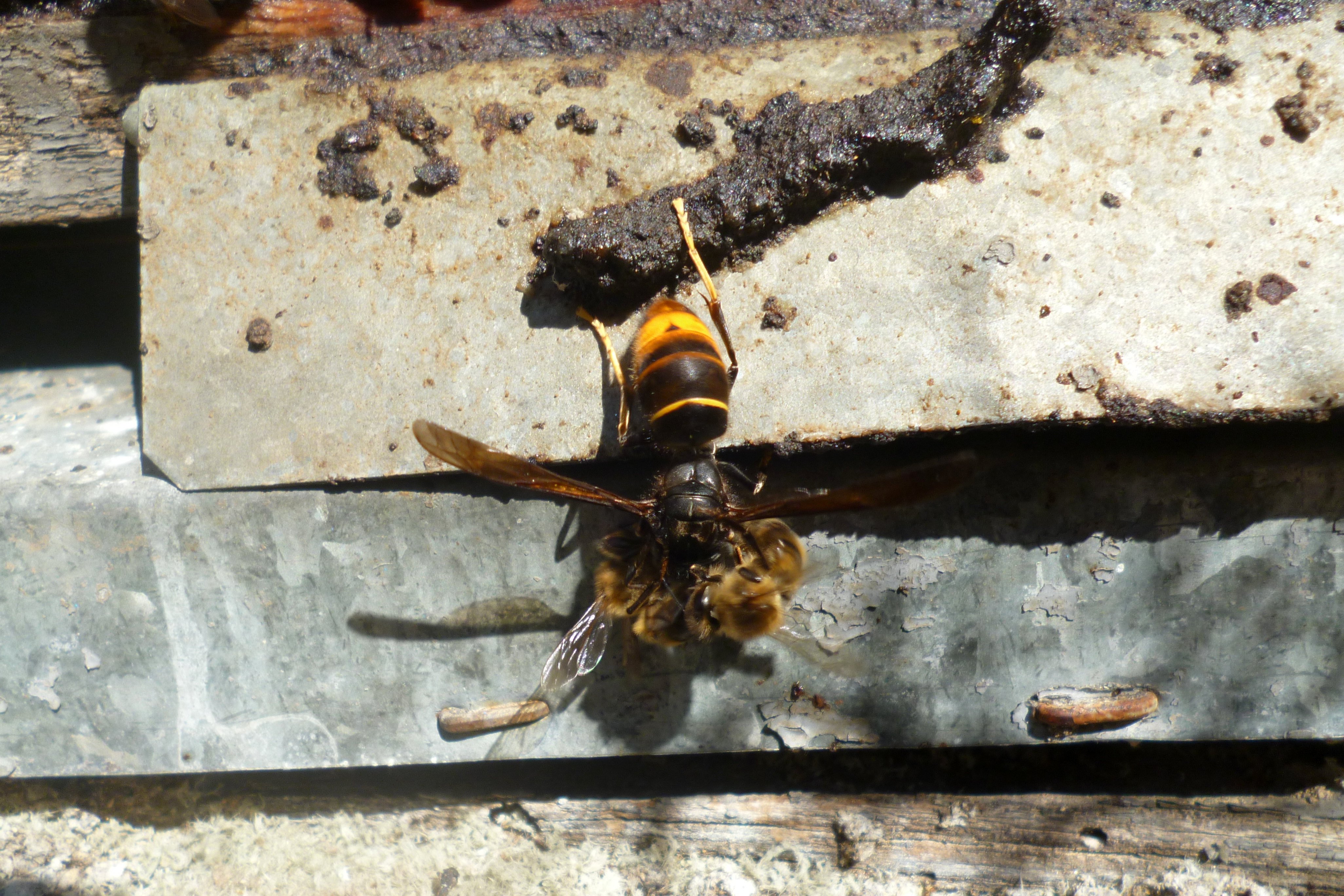 Apicultors demanen mesures per aturar l'expansió de la vespa asiàtica