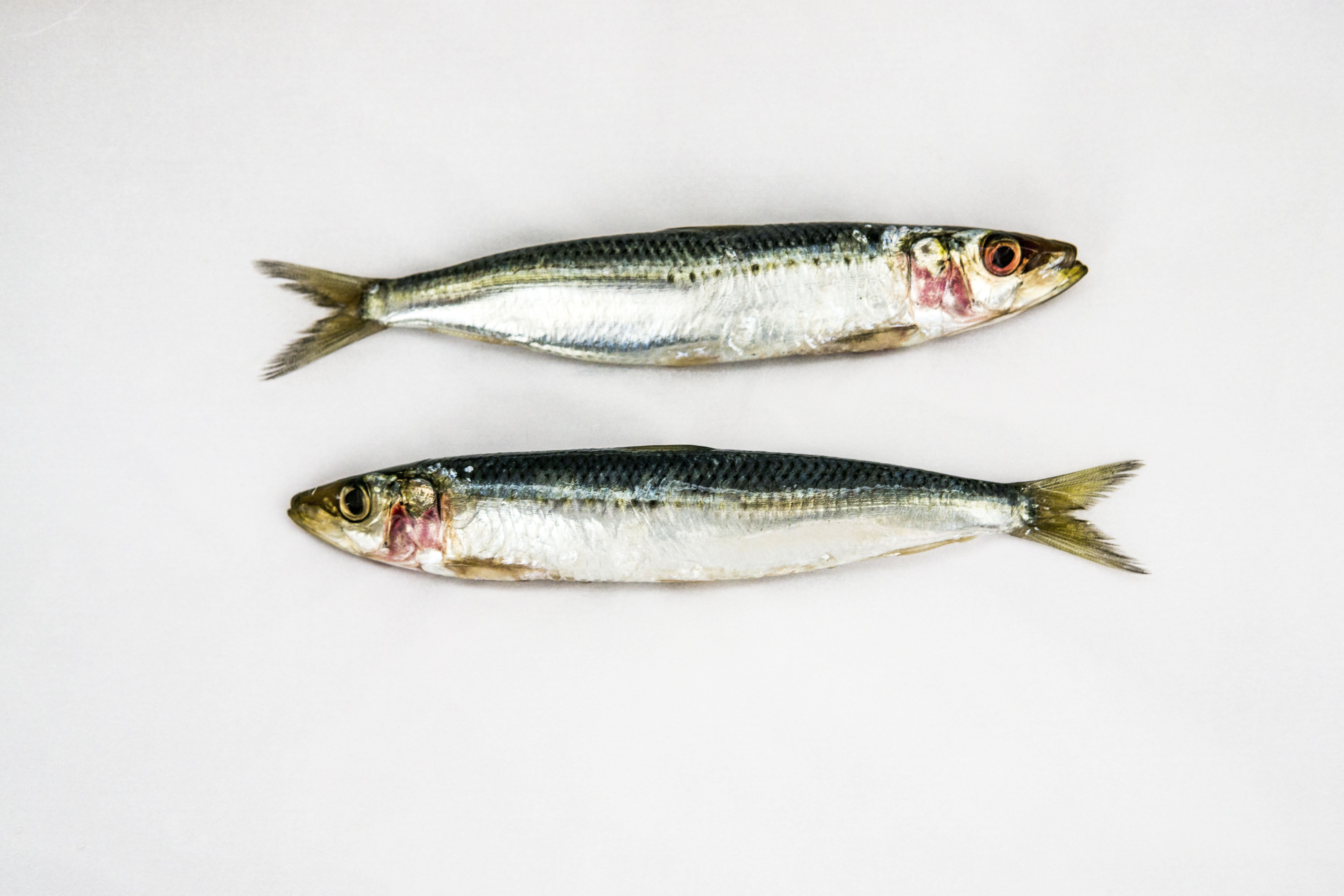 Sardinas