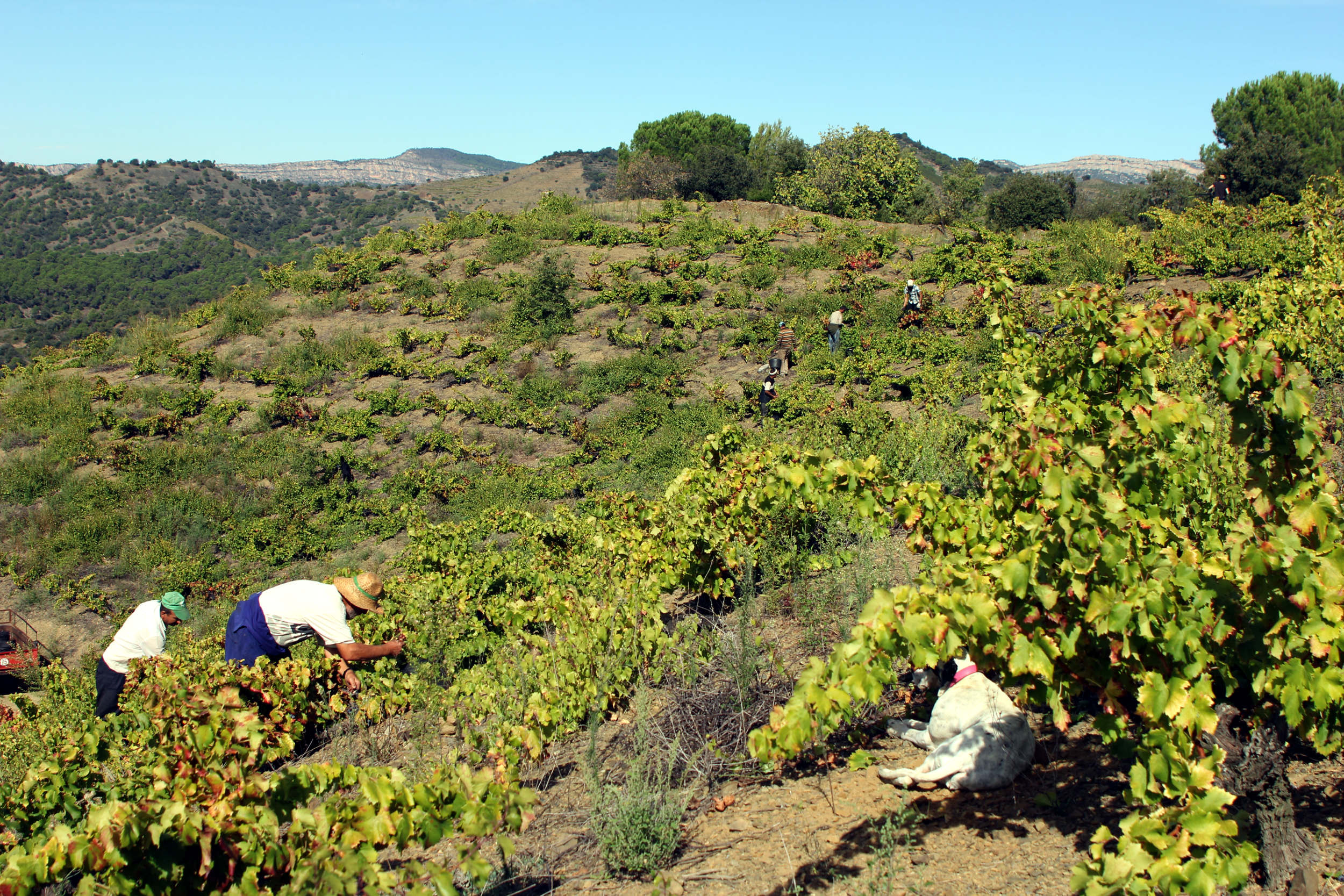 Un viticultor catalán resucita una viña con 150 años de historia en este rincón del Priorat