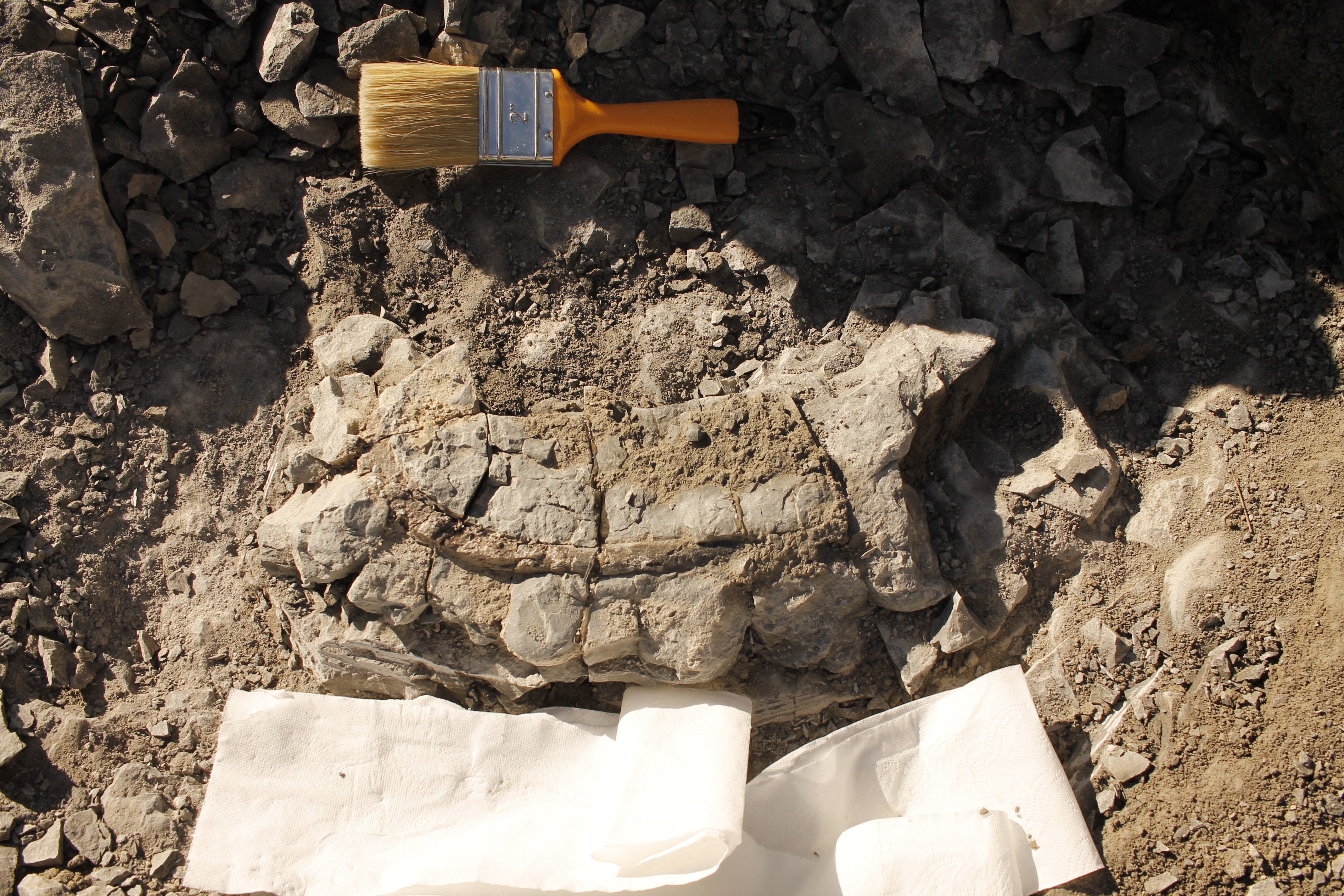 Descubren una costilla de vaca marina de hace 42 millones de años en Folgueroles
