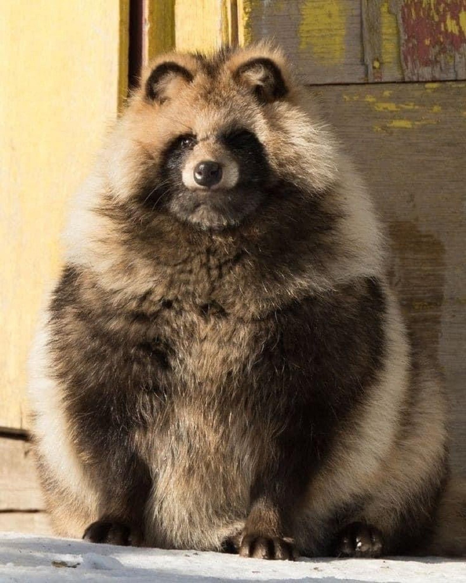 Un altre animal, possible transmissor de la covid: el tanuki