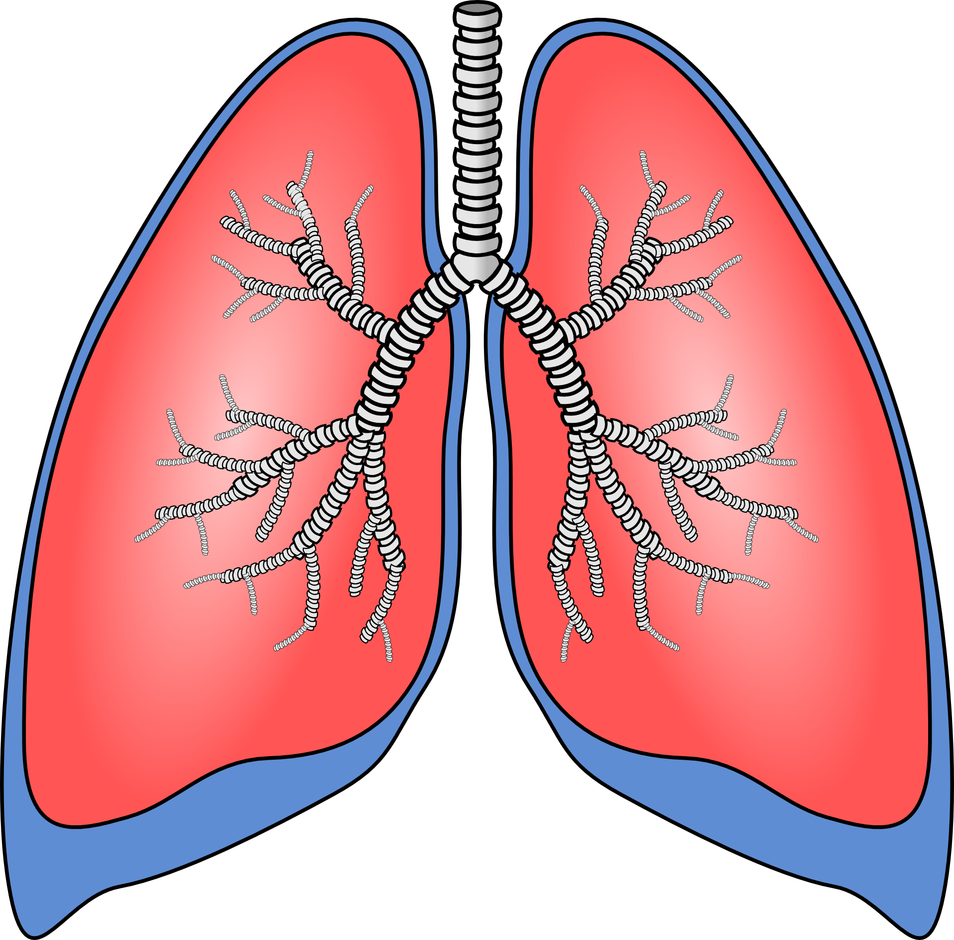 Pulmones