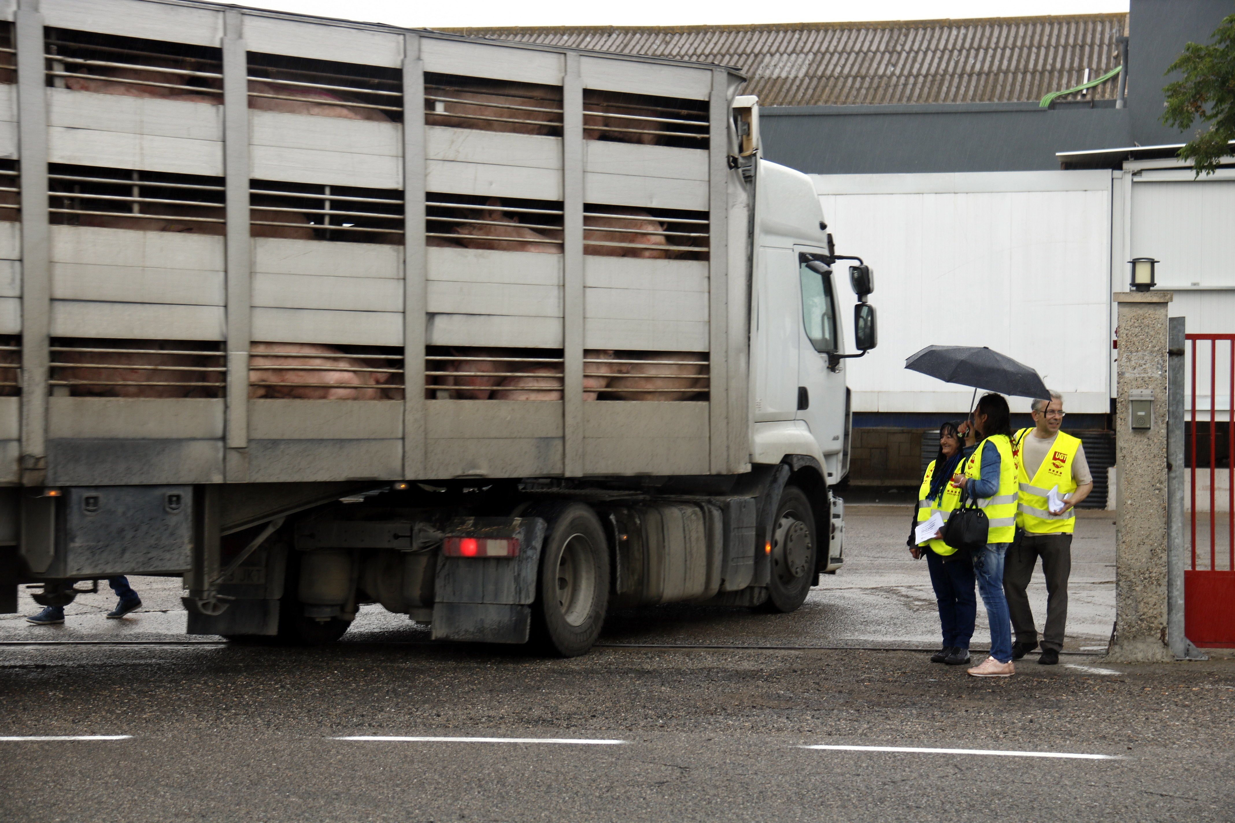 Els escorxadors hauran d'instal·lar càmeres de vigilància per vetllar pel benestar animal