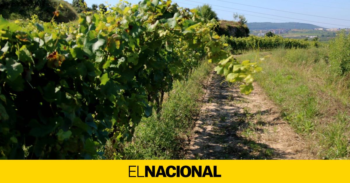 Junts i ERC demanen explicacions per l'absència del Penedès de la ...