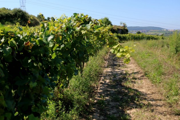 Vinya Penedès ACN Vinya Penedès ACN