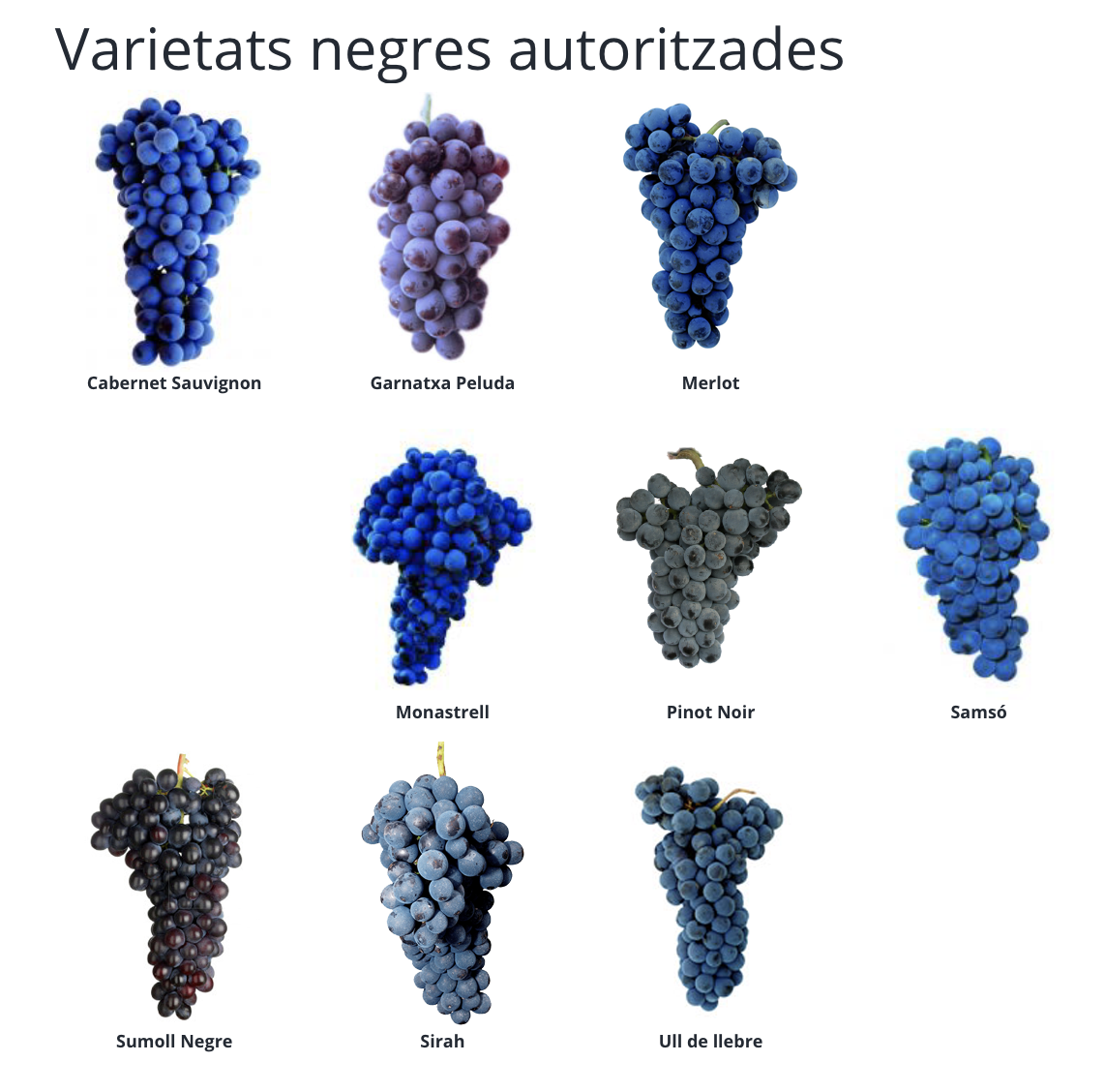 DO ALELLA   varietats negres autoritzades