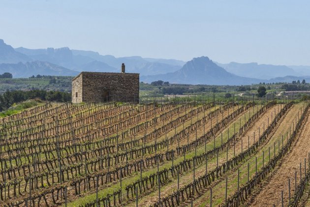 Finca EL Mas D Edetària_Terra Alta