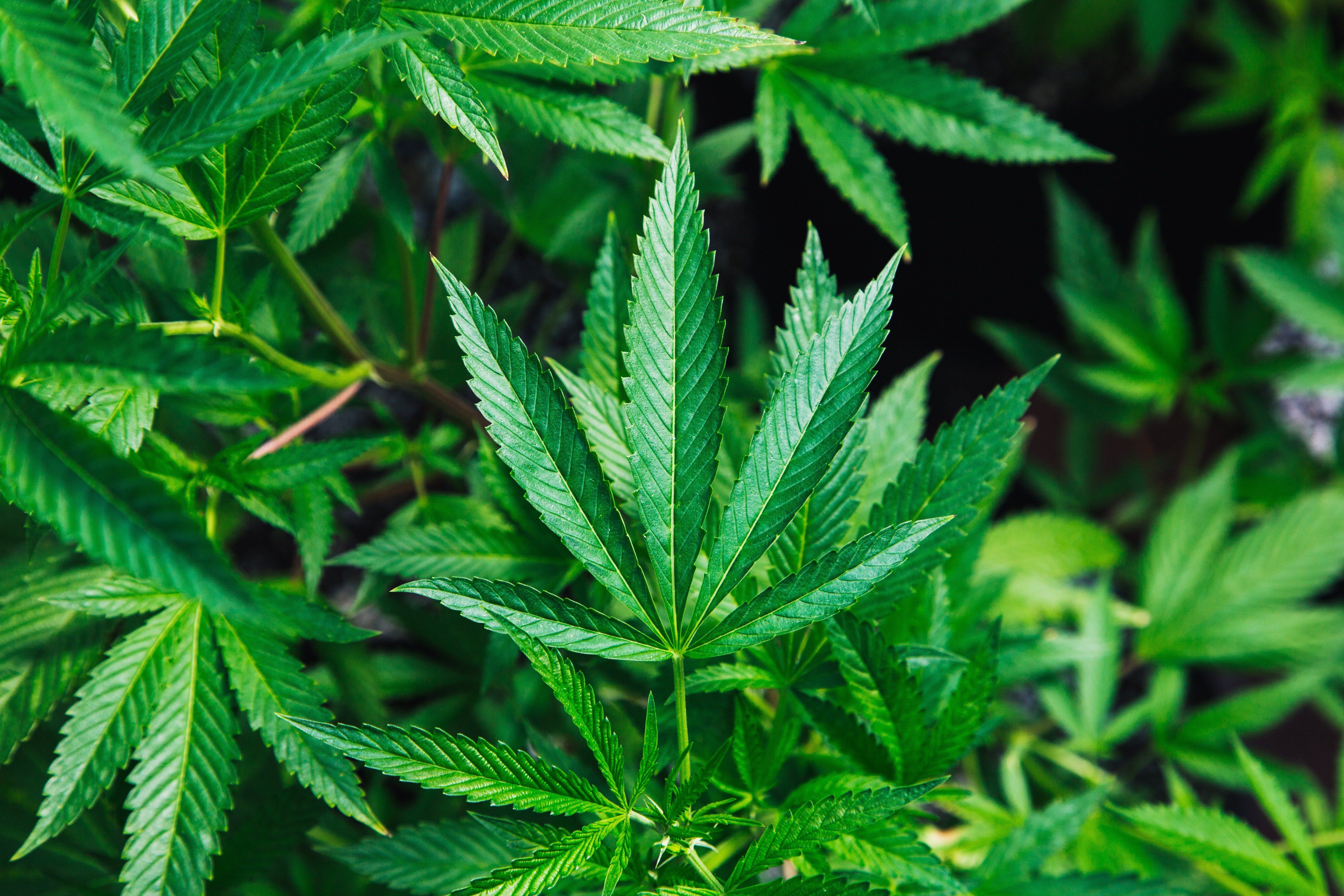 L'ONU reconeix oficialment les propietats medicinals del cànnabis