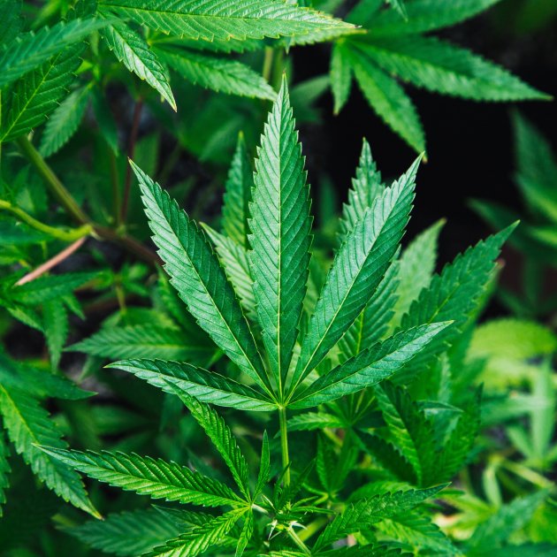 La ONU reconoce oficialmente las propiedades medicinales del cannabis