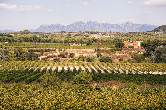 DO Cava Penedès 