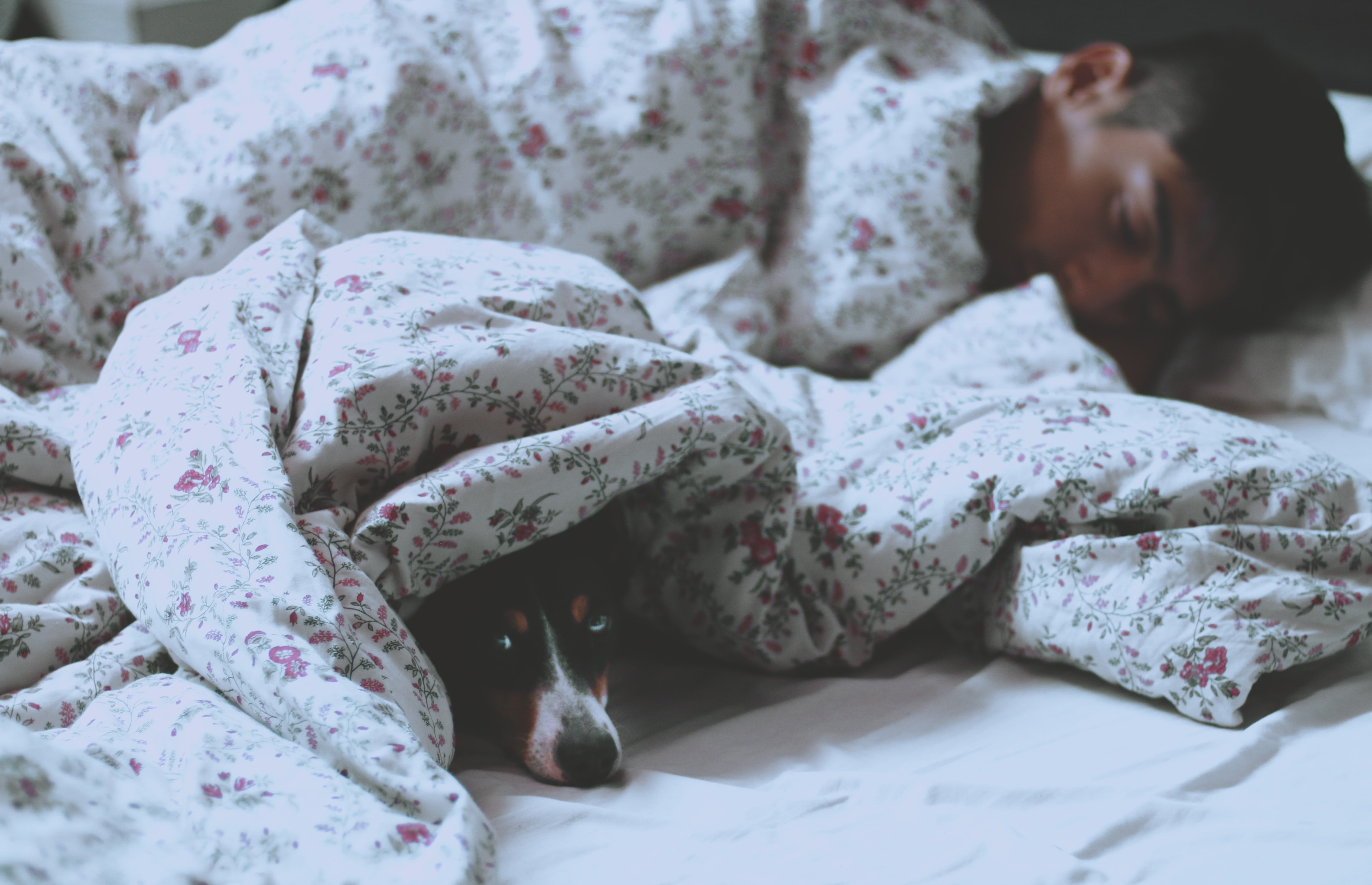 Dormint amb el gos