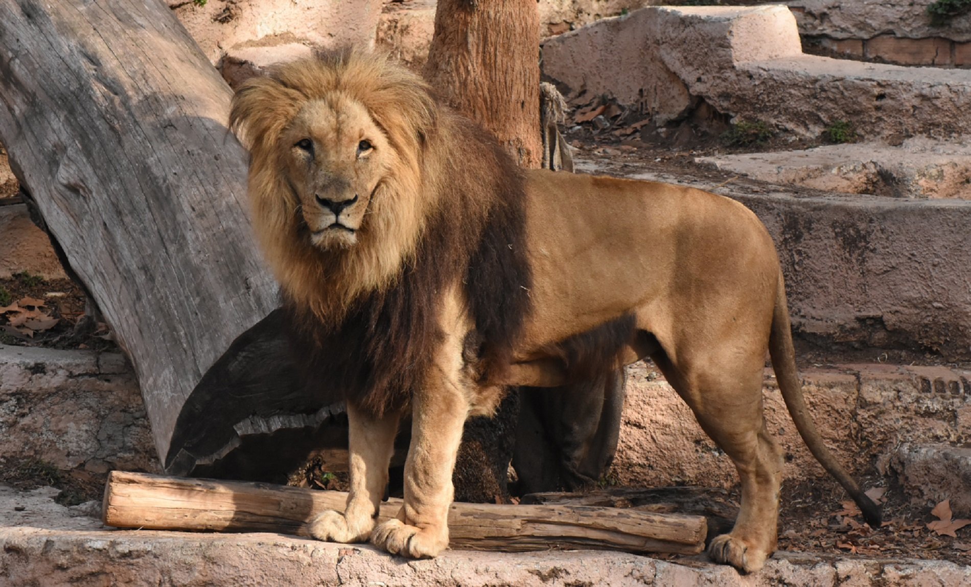 Los leones del Zoo de Barcelona han pasado la Covid-19