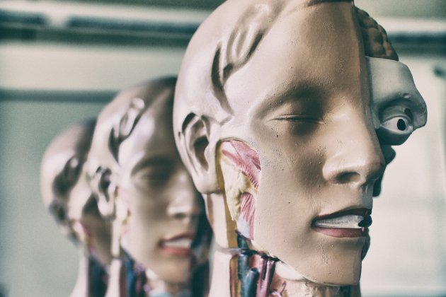 anatomia unsplash