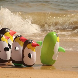 inflables pinguins mar pixabay inflables pinguins mar pixabay