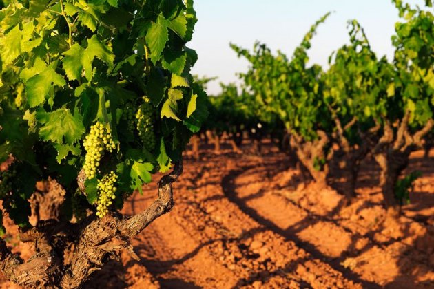 Climatología y sol VIÑAS DON BAGES