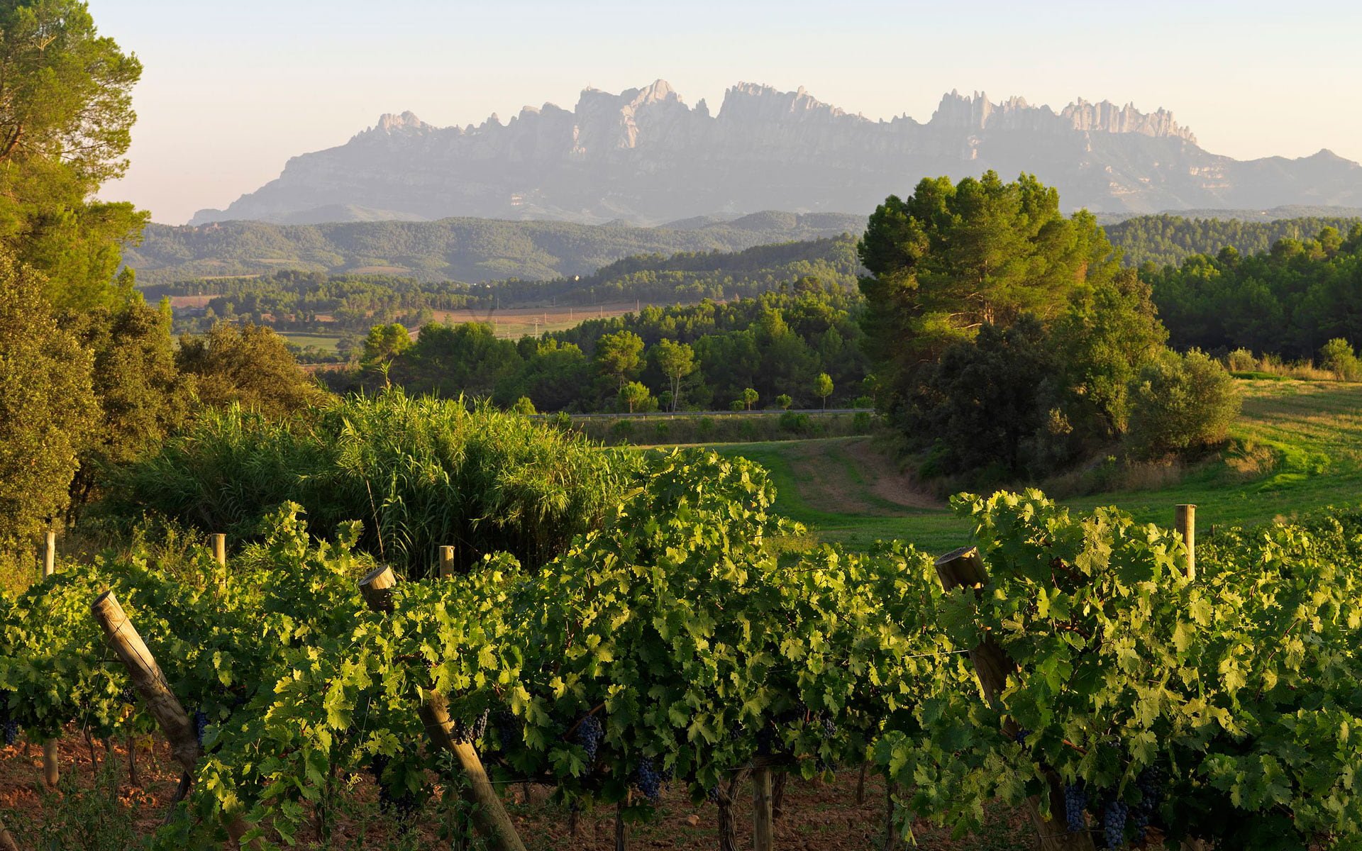 DO Pla de Bages, tierra de vinos y naturaleza