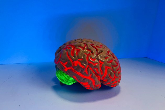 cerebro unsplash